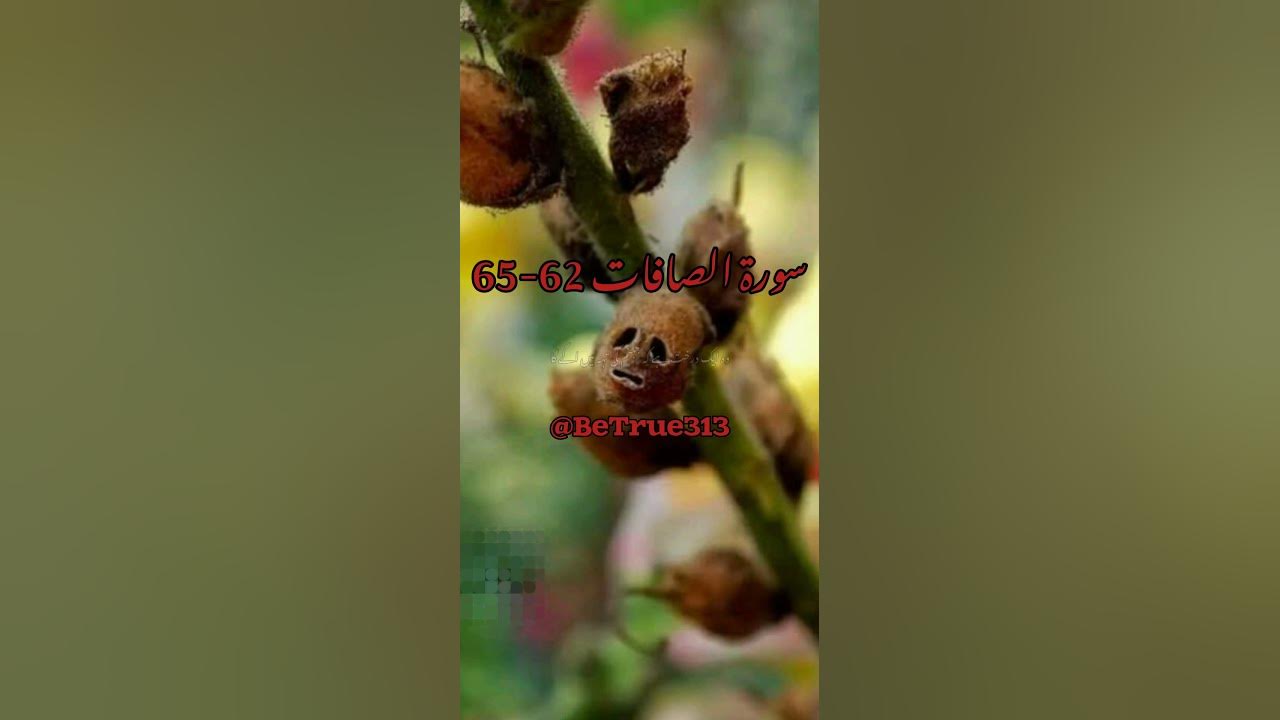 The Cursed Tree In Quran Surah Al Saffat Urdu hindi Translation the-cursed-tree-in-quran-surah-al-saffat-urdu-hindi-translation