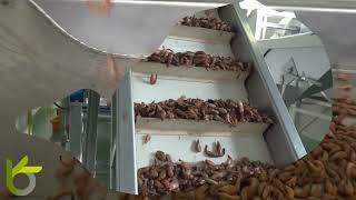 OPTIMUM SORTING-Inspección y clasificación de gambas/langostinos/camarones