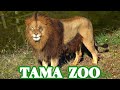 大放飼場と小放飼場🦁😸 多摩動物公園ライオン園ドキュメンタリー