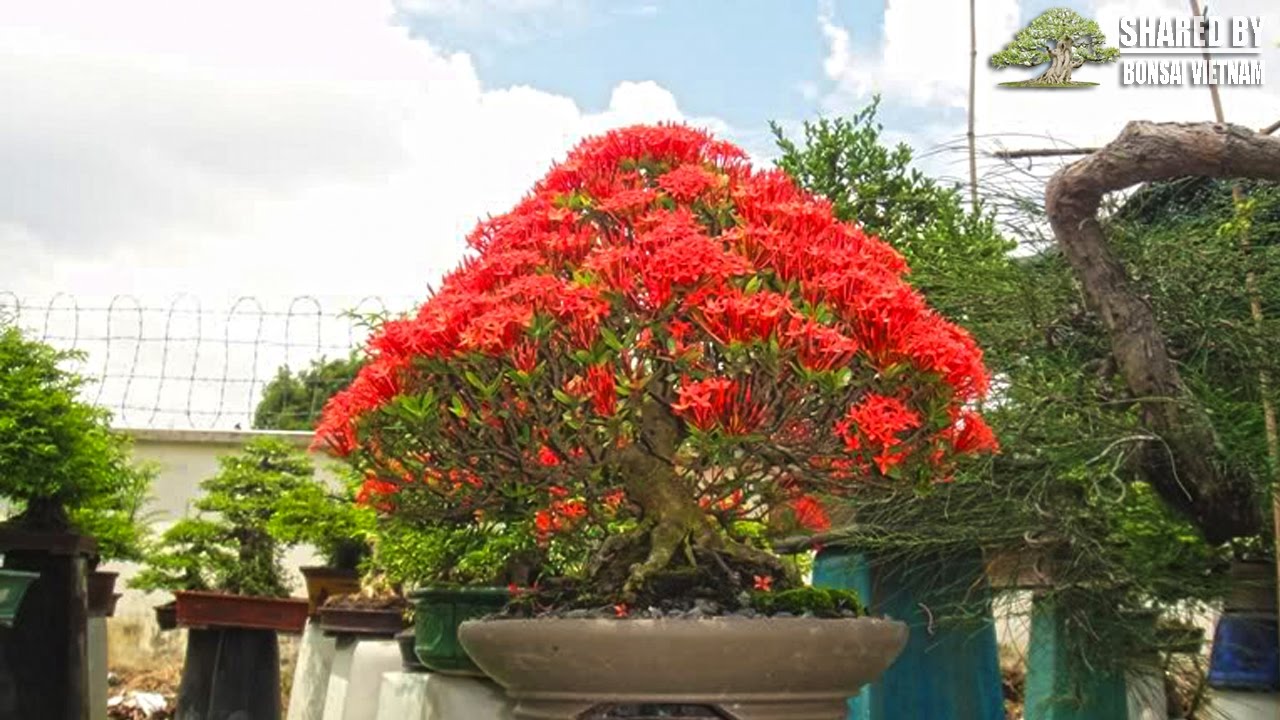 Trang Đỏ Bonsai mùa hoa | Ixora coccinea bonsai