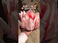DIY tissue lotus 🪷 craft ideas #diy #tissue #lotus #craft #ideas #lotus #craft #tissue #diy