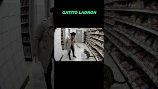 Robo Felino En Vivo Cámara De Seguridad Capta Al Ladrón Más Tierno Del Barrio.