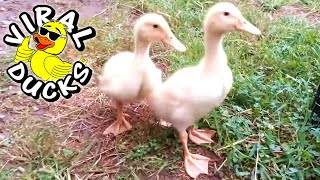Chasing Ducks