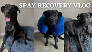 Getting Our Lab Puppy Fixed! Spay Recovery Vlog & What to Expect PostOp