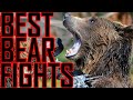 Best bear fights