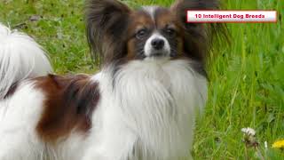 Top 10 most intelligent dog breeds by Pet Waw 154 views 1 year ago 4 minutes, 45 seconds