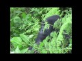Rwanda Mountain Gorilla Hirwa Group 2007 - part 2
