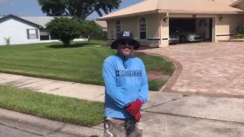 Sylvester Palms 4 Gus/The Tree Planters/Planted and Guaranteed/50 Years Experience Planting Trees