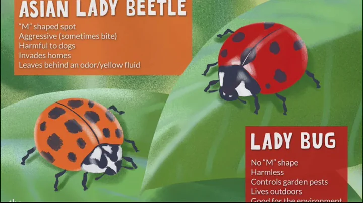 Know the difference between lady bugs and Asian lady beetles