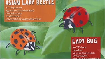 Know the difference between lady bugs and Asian lady beetles