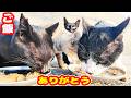 夕暮れ時に防波堤で生きる猫たちにご飯をあげると・・・ さくらねこへのエサやり【視聴だけでも猫たちを助けることになります】支援者様 視聴者様 猫たちに神のご加護を!野良猫の感動猫動画