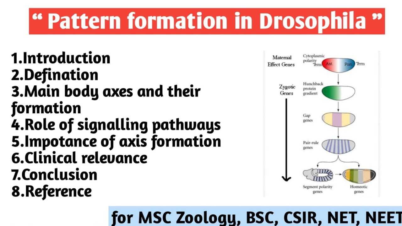Pattern formation in drosophila | Main body axes | Role of Signaling ...