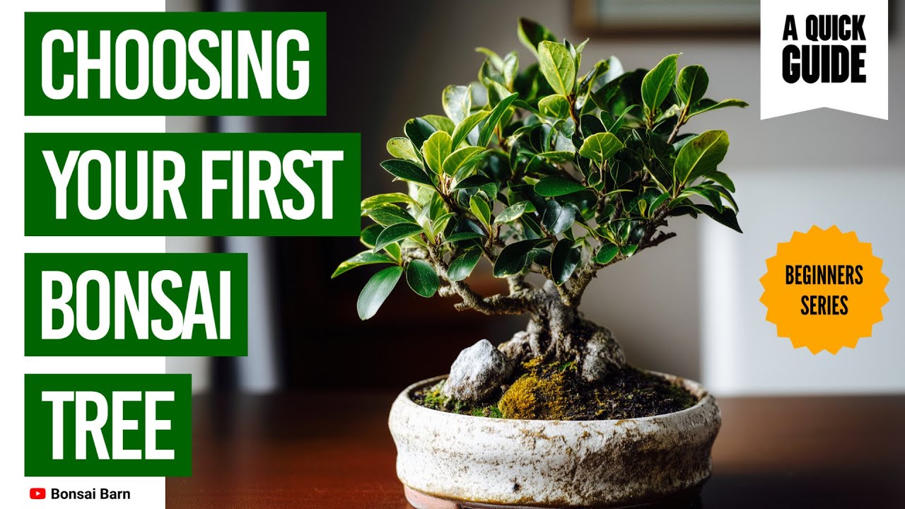 Choosing Your First Bonsai Tree . (Beginner Guide Youll Wish You Saw  Sooner)
