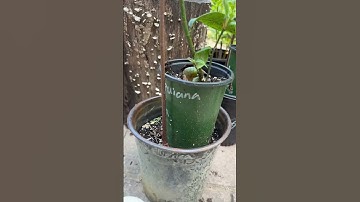 Approach grafting Artocarpus integer (chempedak)