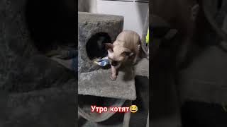 Котята канадские сфинксы Марс и Луна, утро начинается 😂#канадскийсфинкс #котята #смешныекотята