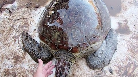 Rùa biển quý hiếm được ngư dân Quảng Nam bắt được