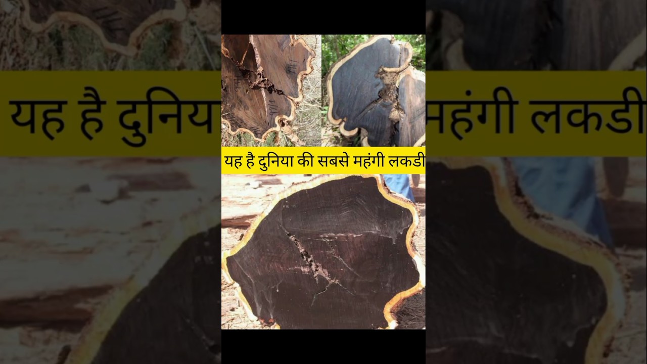 World most expensive wood ? || लाल चंदन लकड़ी से भी महंगा || @factworldshorts