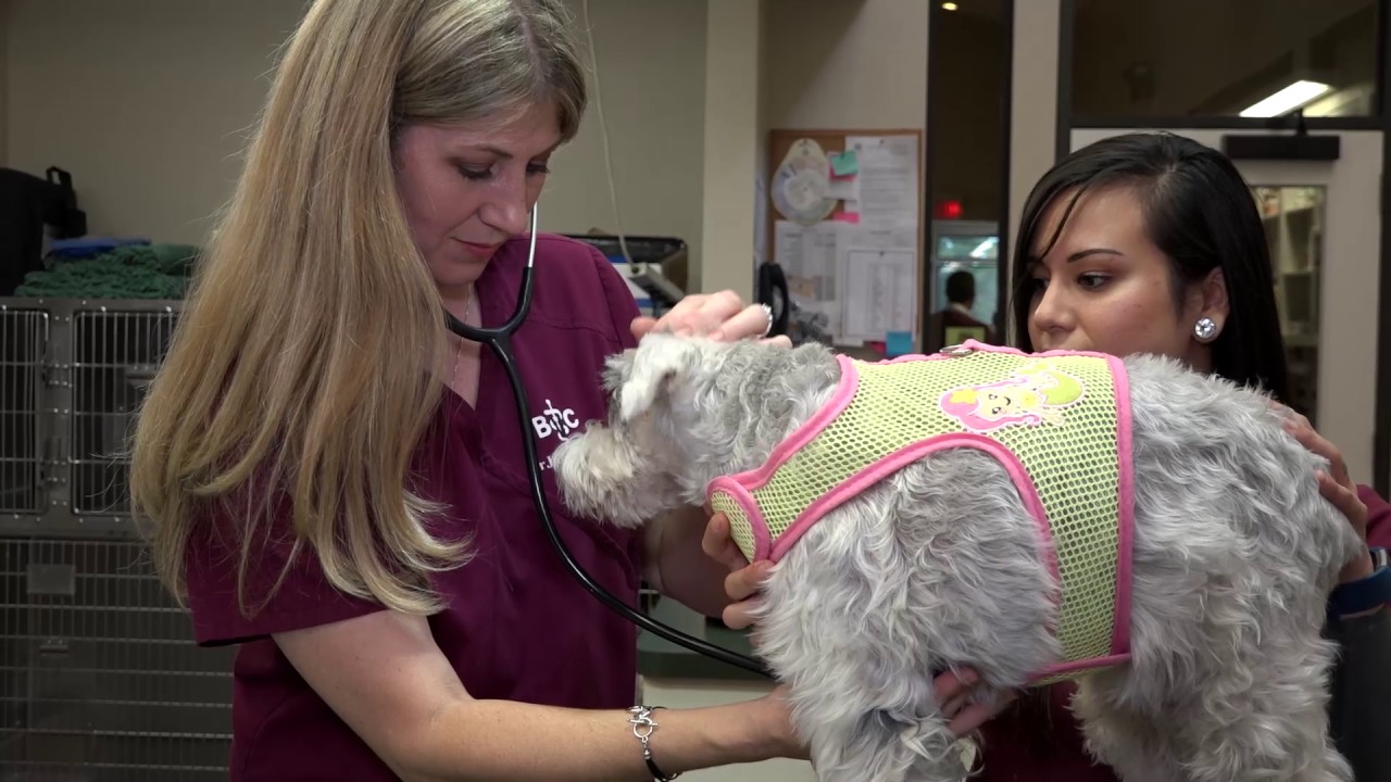 Introducing Bay City Veterinary Clinic & Equine Hospital YouTube