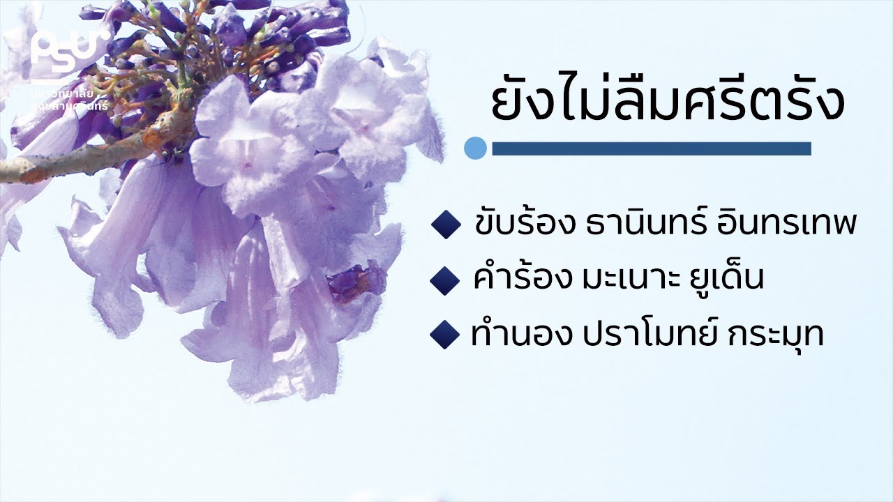 เพลง : ยังไม่ลืมศรีตรัง