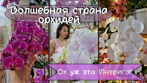 Январь время орхидейных водопадов! Фаленопсис Интрига, Хатуюки, Квин Кисс, Дарвин и не только.