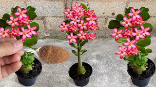 ISSO SALVA A ROSA DO DESERTO E NÃO DEIXA ELA PARA DE FLORESCER