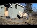 How a pony should stand while getting tacked up