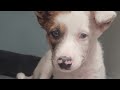 Puppy adopted after narrowly surviving rattlesnake bite