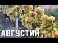 Виноград Августин в Беларуси (13.09.21)