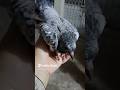 🤯Winter season ki pahli pigeon🕊️ breeding progress || kabootar ki video #birds #kabootarbazi #shorts