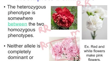 Complex Inheritance Patterns - incomplete dominance