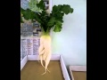 面白大根