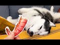 Raction du chien endormi  la nourriture la farce la plus gentille sur un husky mignon