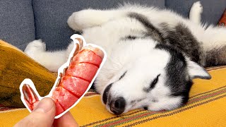 Sleeping Dog's Reaction to Food! The Kindest Prank on a Cute Husky