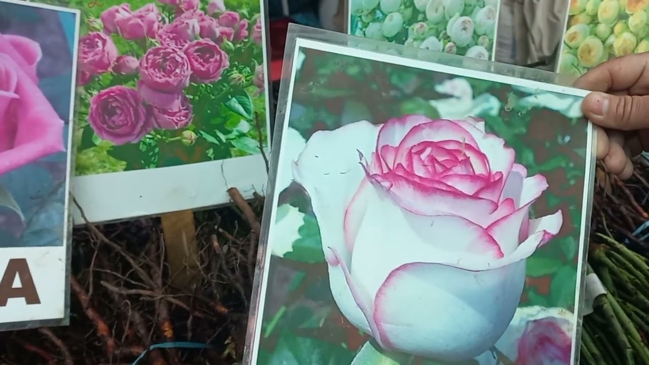 26 ФЕВРАЛЬ ТОШКЕНТ ЧОРСУ ГУЛЛАРИ🌹🌹🥀🥀🌹🌹🥀🥀🌹🌹🥀🥀🌹🌹🥀