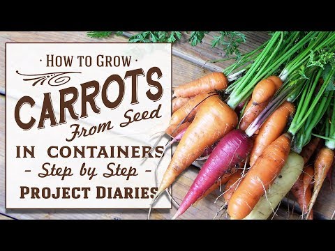 Video: How to plant carrots in open ground with seeds