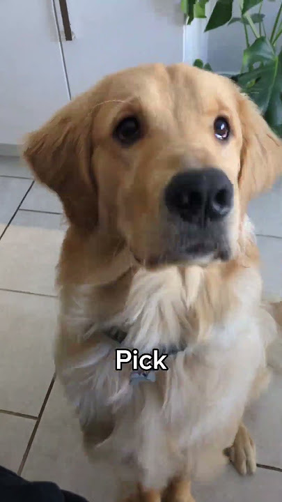 I am your DOGGY #dog #goldenretriever #funny #cute