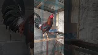 Lanjut Breeding, Pure Boston Rh Escolin , Over Boston Gull Estrada..