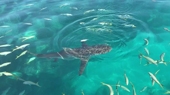 Snorkeling at Looe key reef feeding the sharks - s...