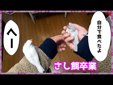 【哀愁】ひとりで餌を食べれた朝、飼い主はやっぱり寂しい　Java sparrow