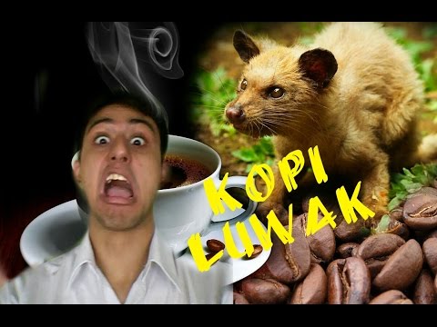 What Fake Kopi Luwak
