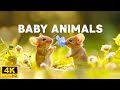 Baby animals 4k  vivez dans le monde heureux des bbs animaux avec une musique apaisante