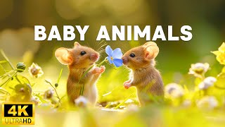 Baby Animals 4K - Live In The Happy World Of Baby Animals With Soothing Relaxing, Healing Music