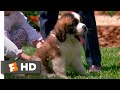 Beethoven 1992  big puppy big dog scene 310  movieclips