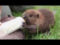 Orphaned Baby Beaver drinks bottle of Beaver forumla at PWRC