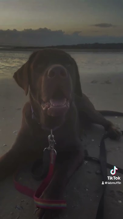 How Long Away Is The Beach From You MA 20 Mins dogcommunity YouTube how-long-away-is-the-beach-from-you-ma-20-mins-dogcommunity-youtube