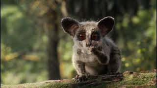 The Lion Sleeps Tonight  - By timon and pumbaa | The Lion King 2019