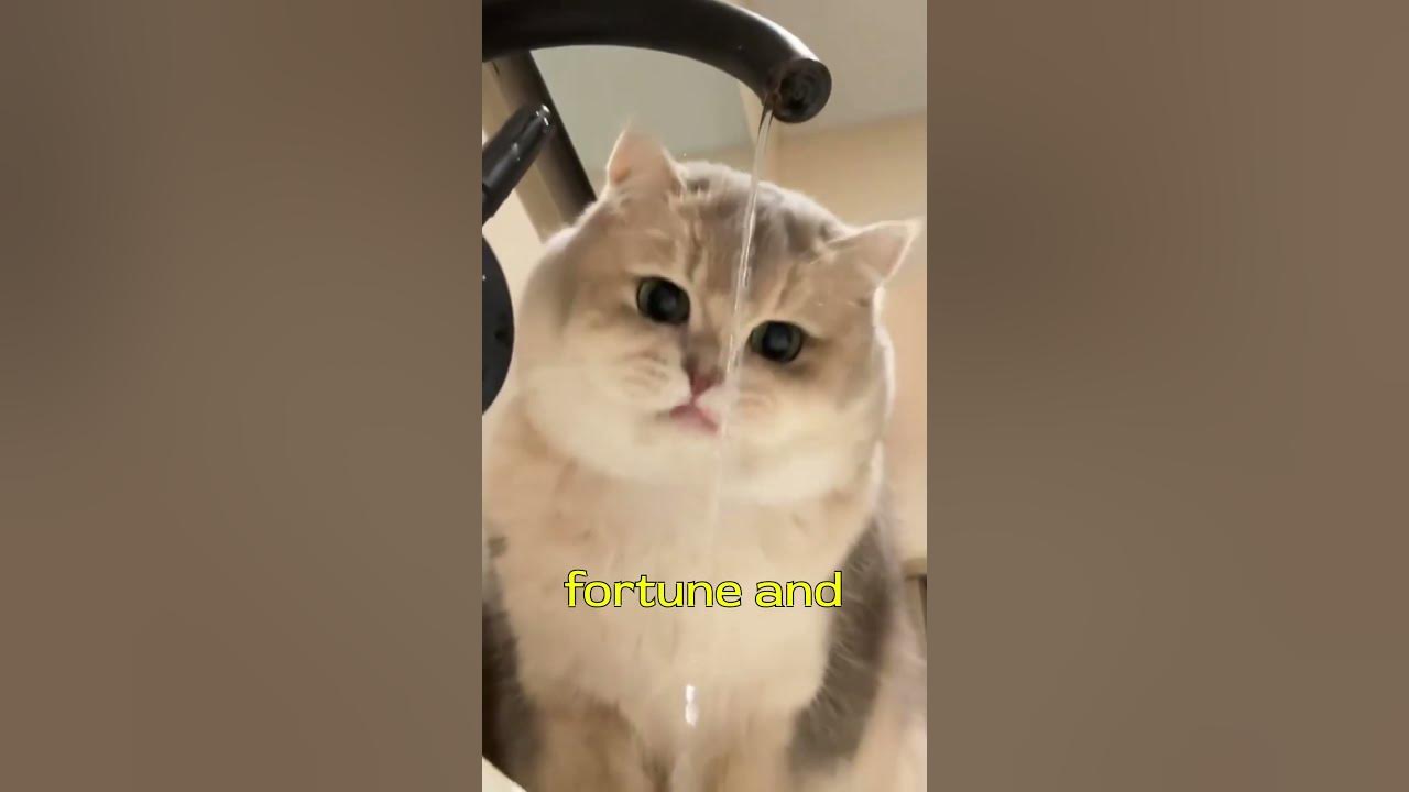 Meet the Cat That Brings You Money and Luck! #catshorts #cat #cutecats #kitten #catsofyoutube #pets Meet the Cat That Brings You Money and Luck! #catshorts #cat #cutecats #kitten #catsofyoutube #pets