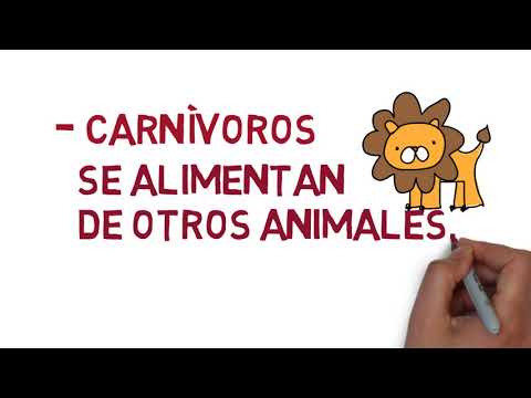 Vídeo: Quina relació hi ha entre els organismes d'una cadena alimentària?