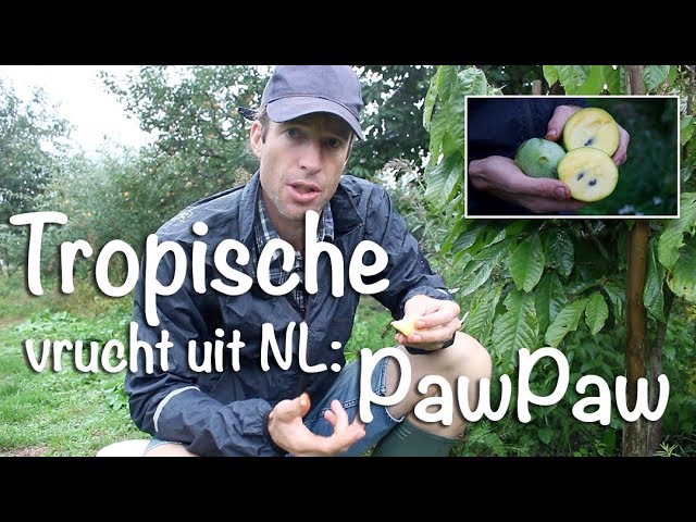 gebouw rekruut Wie Tropische vrucht uit NL - PawPaw - YouTube