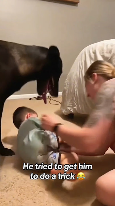 Dogs being idiots with Kid part 168 🤣🐕 #funnydog #funnypet #cutedog #dog #pets #shorts